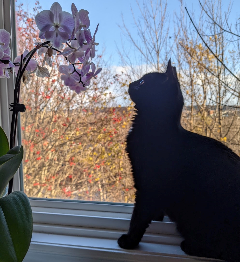 Silas the cat